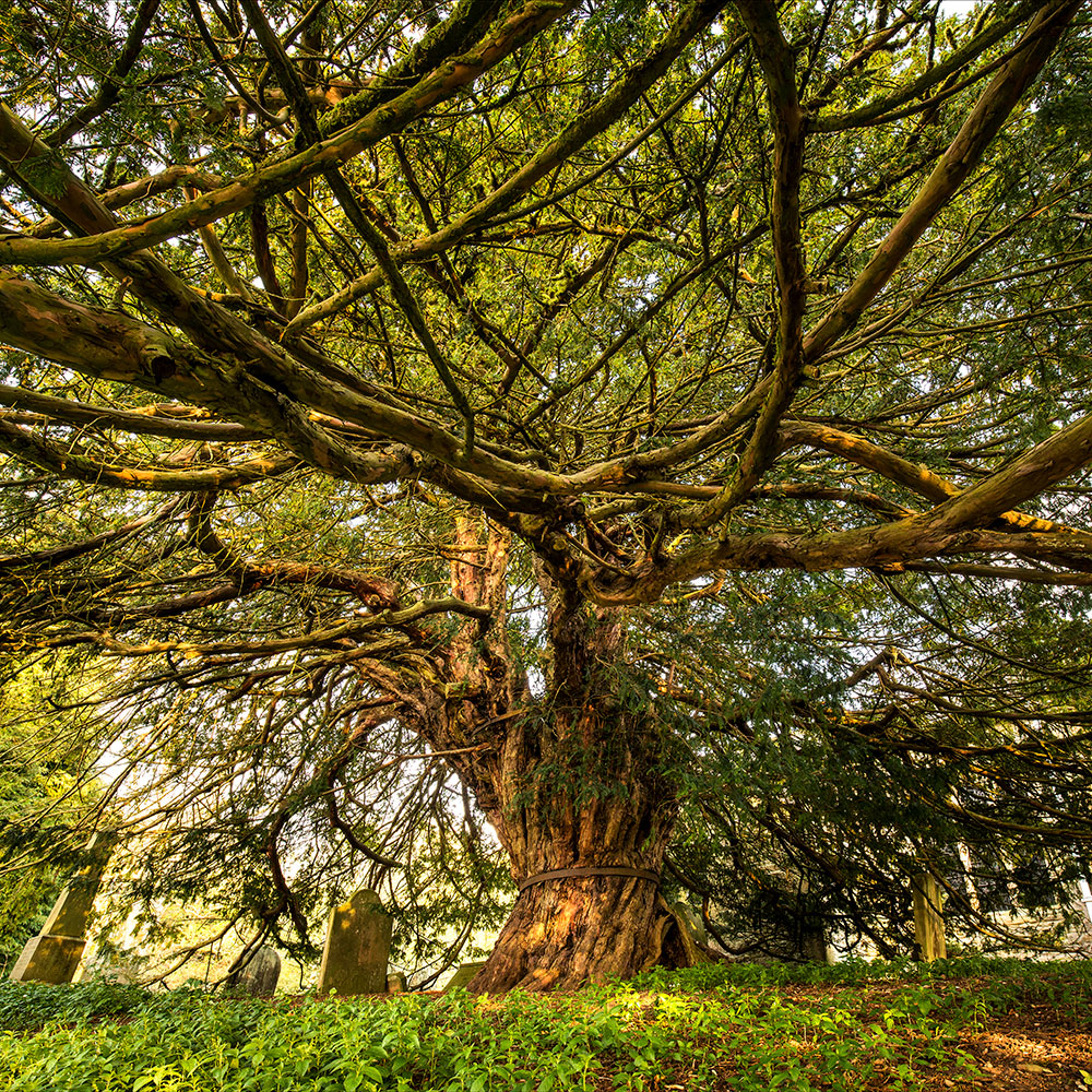 Large Yew Tree