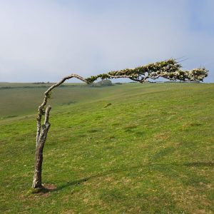 wind bent hawthorn on the South Downs