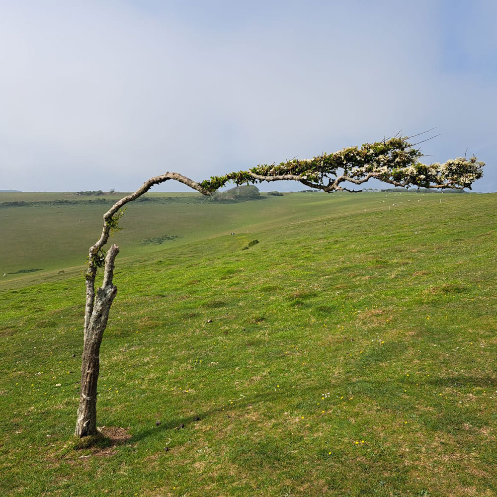 wind bent hawthorn on the South Downs